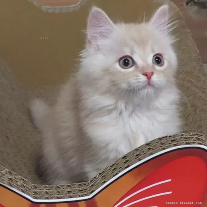 ID:2410-00057の子猫