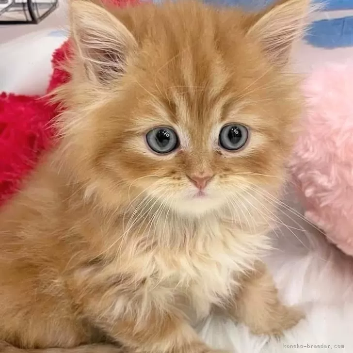 ID:2407-01300の子猫