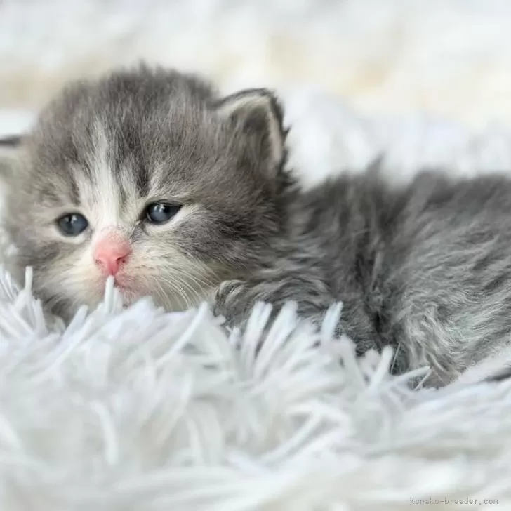 ID:2404-02755の子猫