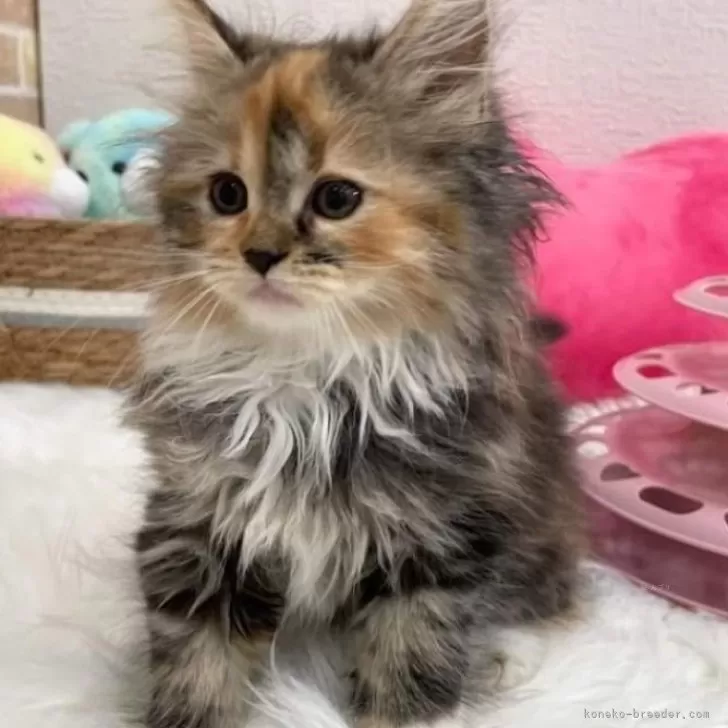 ID:2410-02469の子猫