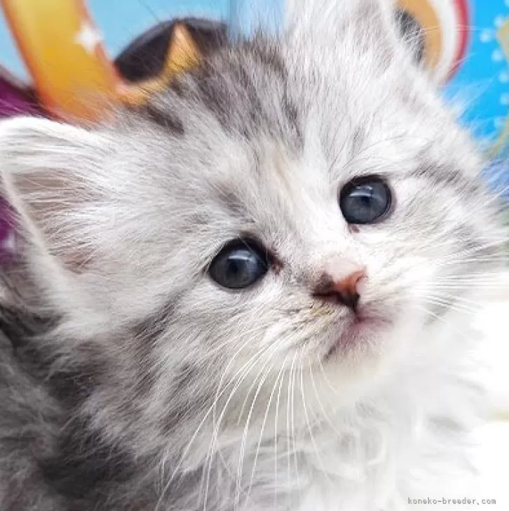 ID:2503-02549の子猫