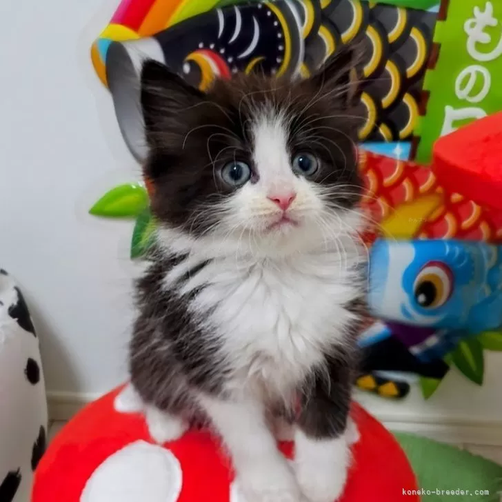 ID:2504-01601の子猫