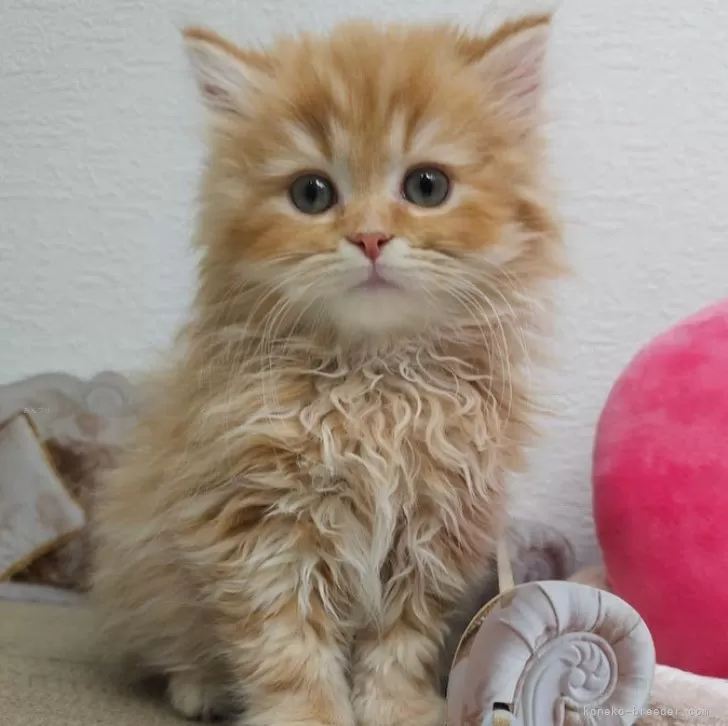 ID:2411-00705の子猫
