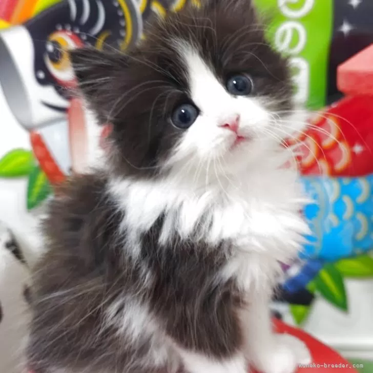 ID:2504-02436の子猫