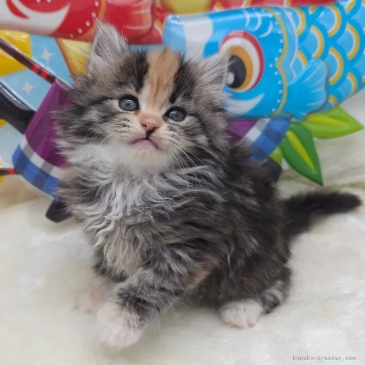 ID:2503-02235の子猫
