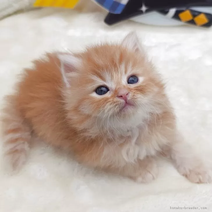 ID:2504-00797の子猫