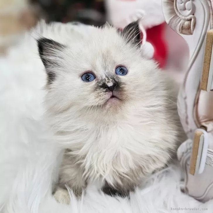 ID:2412-01088の子猫