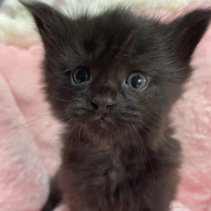 ID:2412-01164の子猫