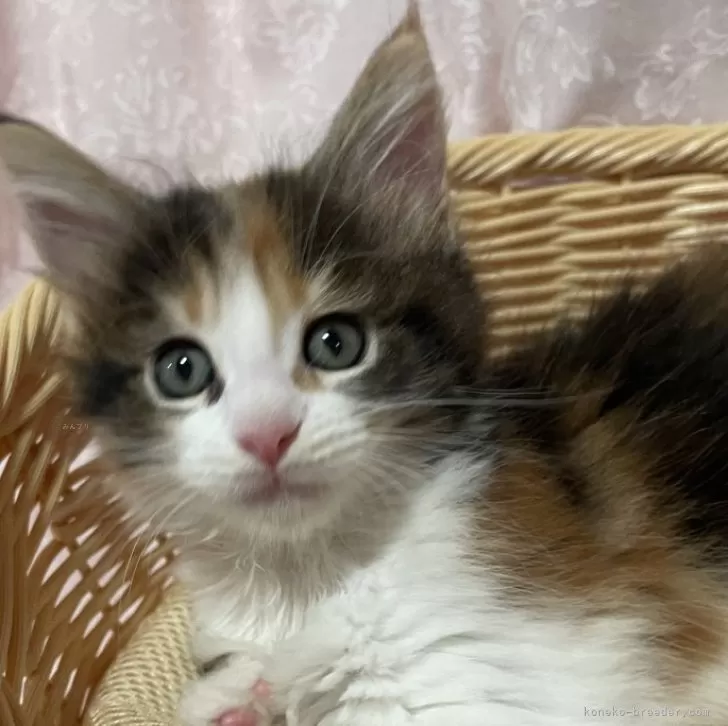 ID:2406-01875の子猫