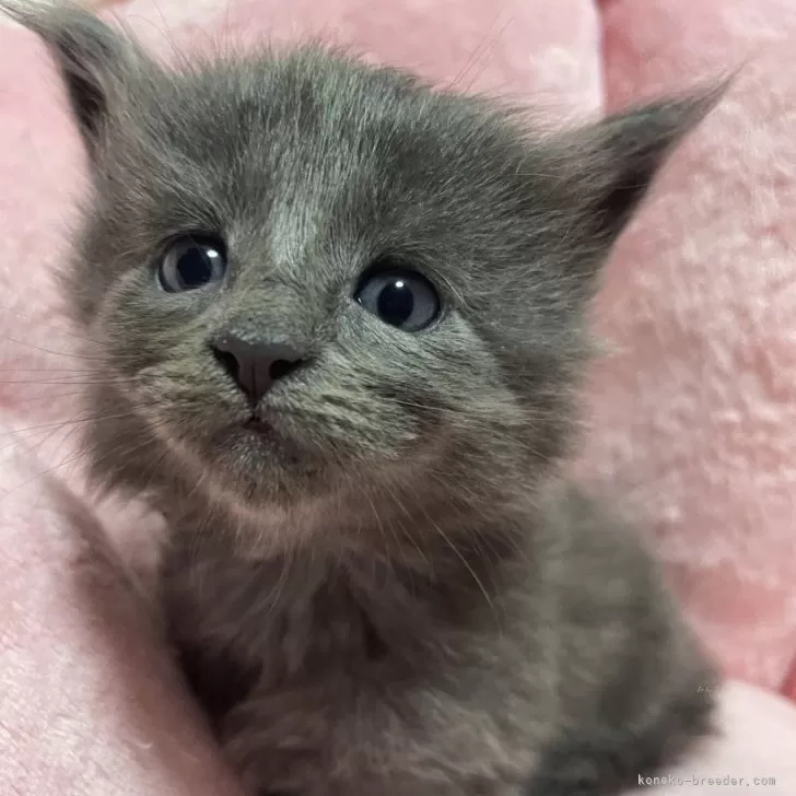 ID:2412-01243の子猫