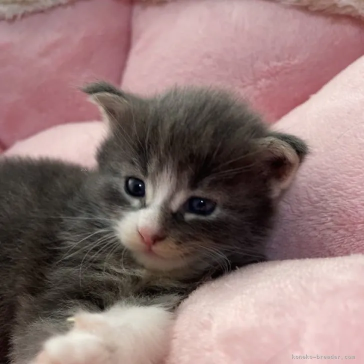 ID:2310-00946の子猫