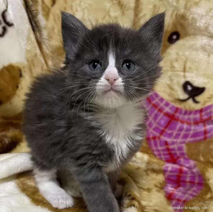 ID:2401-00820の子猫