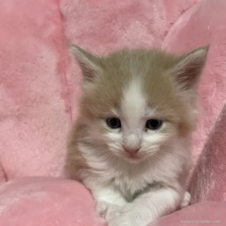 ID:2312-01304の子猫