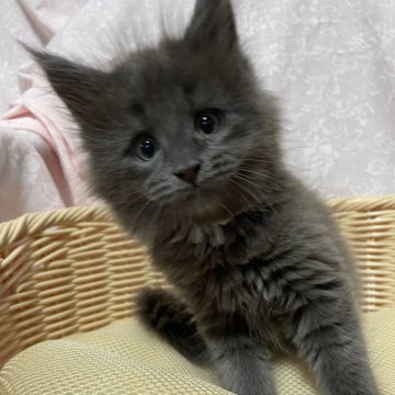 メインクーン【宮崎県・男の子・2024年6月14日・ブルースモーク】の写真「大きく成りそう。」