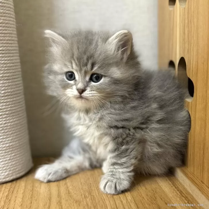 ID:2403-01098の子猫