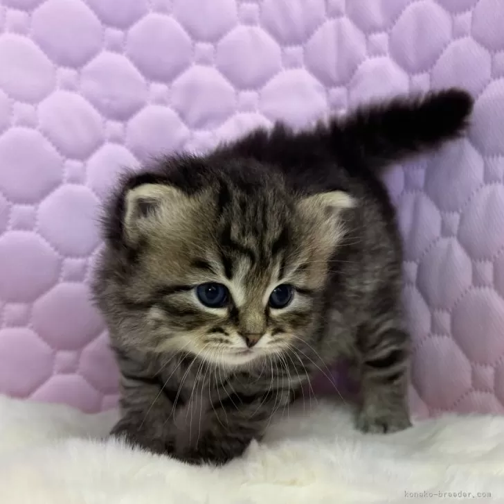 ID:2407-01896の子猫