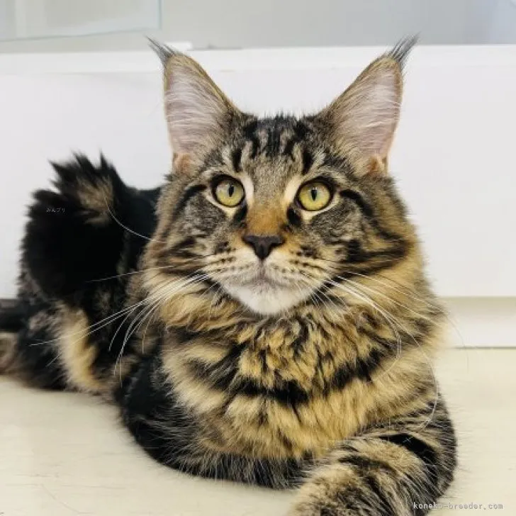 風林火山 様のお迎えした子猫