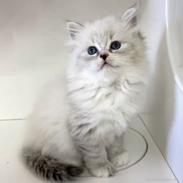 ID:2501-02050の子猫
