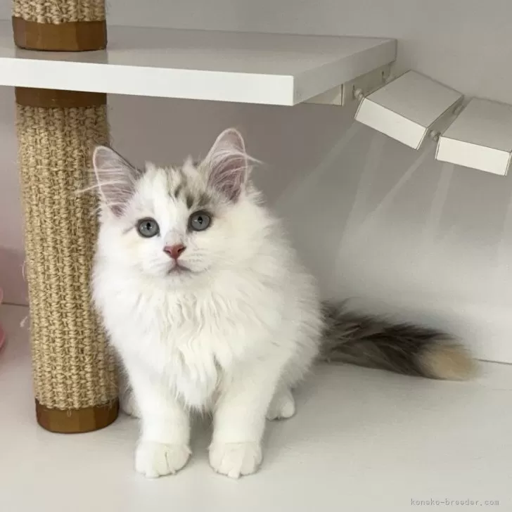ID:2504-01176の子猫