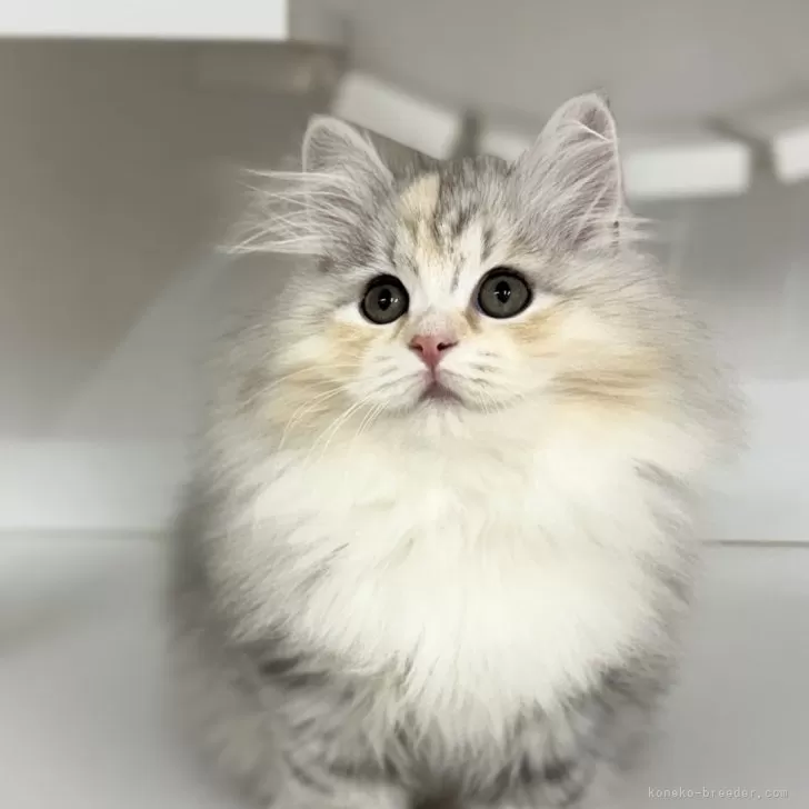 ID:2503-01312の子猫