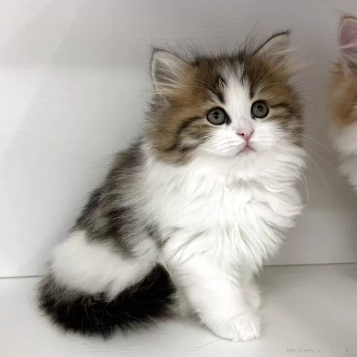 ID:2504-00460の子猫