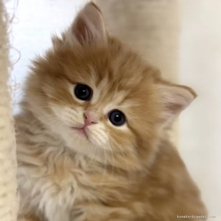 ID:2504-01085の子猫
