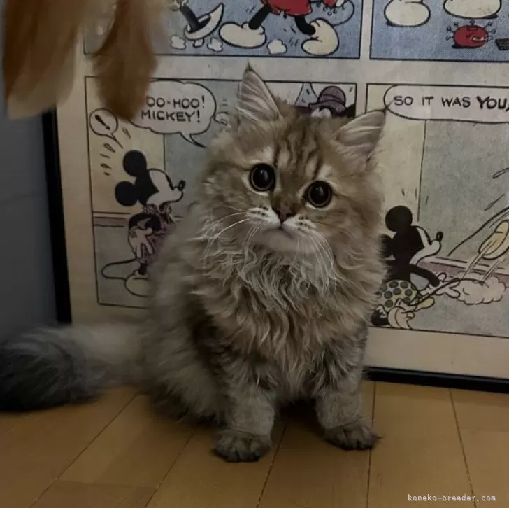 ID:2411-00428の子猫