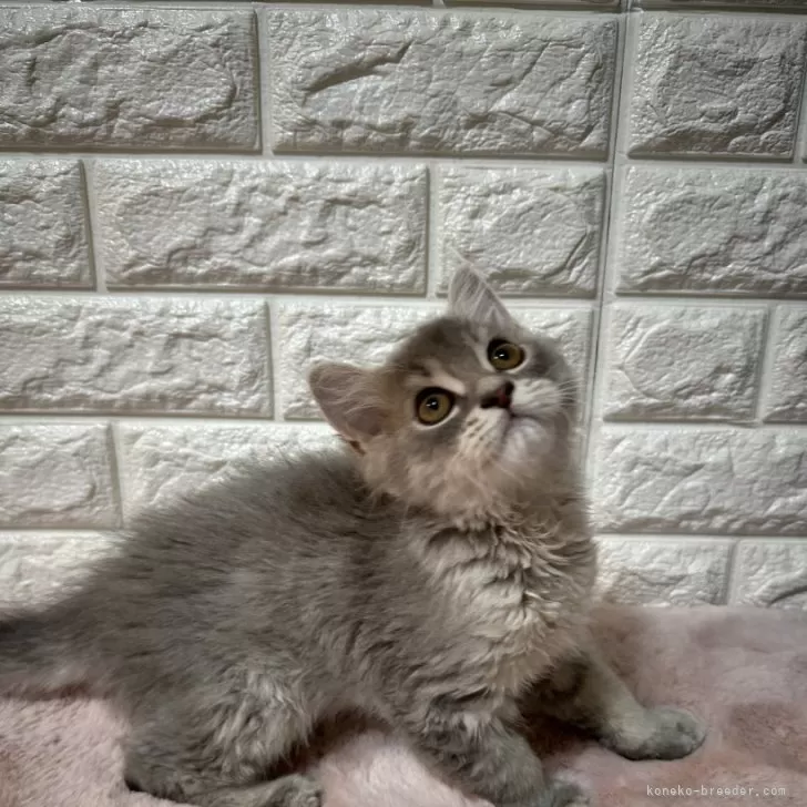 ID:2407-02317の子猫
