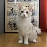 ノルウェージャンフォレストキャット【愛知県・男の子・2024年6月7日・クリームタビー】の写真1