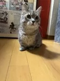 ミヌエット(短足)【愛知県・男の子・2023年10月10日・ブルー】の写真2