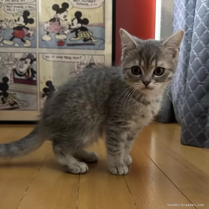 ID:2501-00149の子猫