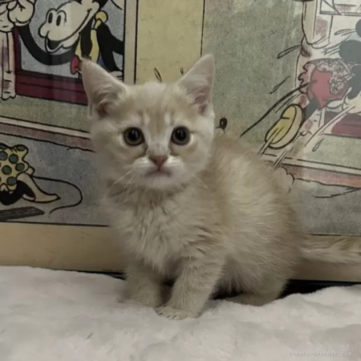 ID：2501-00261の子猫