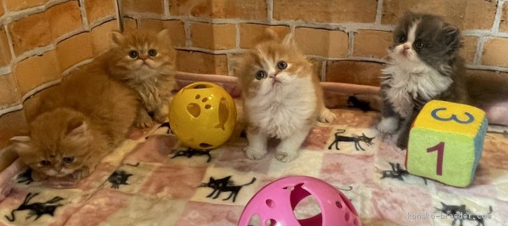 我が家で生まれた元気な子猫達です。｜阪本　幸信(さかもと　ゆきのぶ)ブリーダー(大阪府・エキゾチックショートヘアなど・ACC登録)の紹介写真2