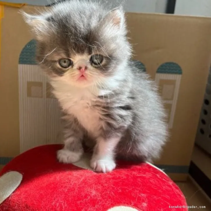 ID：2310-00520の子猫