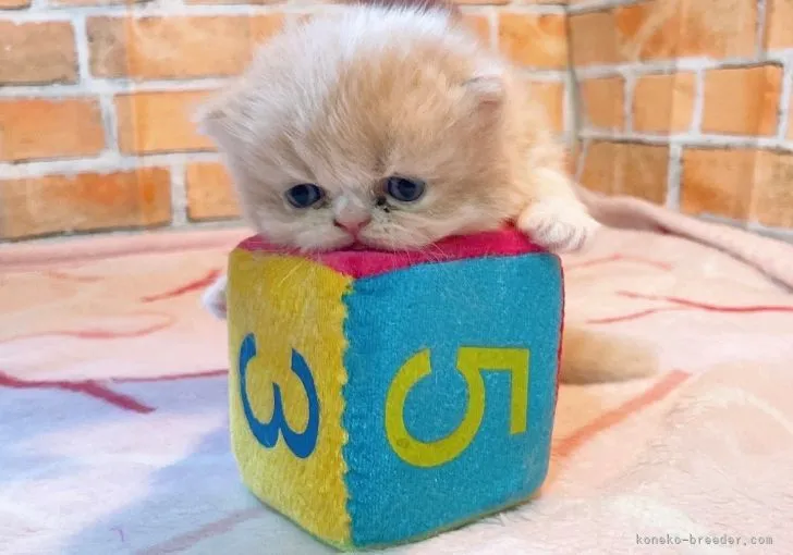 ID:2110-00891の子猫