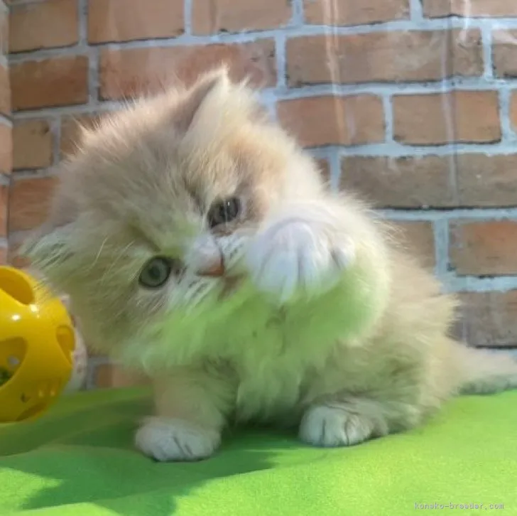 ID:2305-00955の子猫