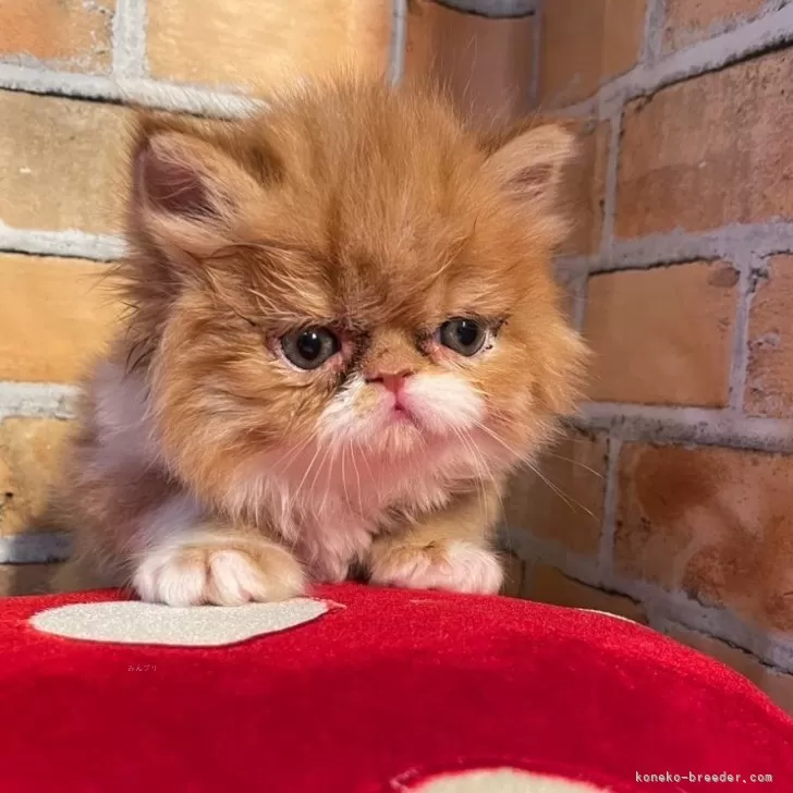 ID：2406-01722の子猫
