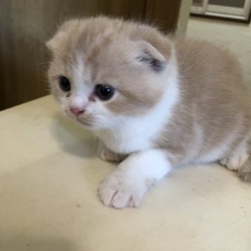 ホワイト系のスコティッシュフォールドの子猫を探す｜ブリーダー直販の