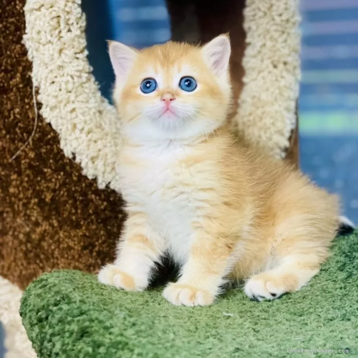 ID:2404-02784の子猫