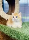 ブリティッシュショートヘア【千葉県・男の子・2024年3月10日・ゴールデン】の写真4「鮮やかな色合いを持ち、まるでぬいぐるみのような姿をしています」