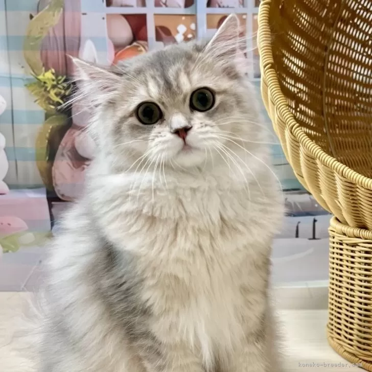 ID:2502-01819の子猫