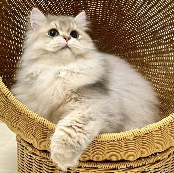 ID:2411-00118の子猫