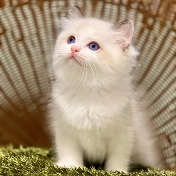 ID:2501-02003の子猫