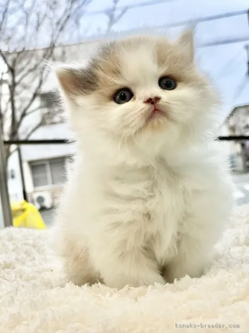 ID:2203-01836の子猫
