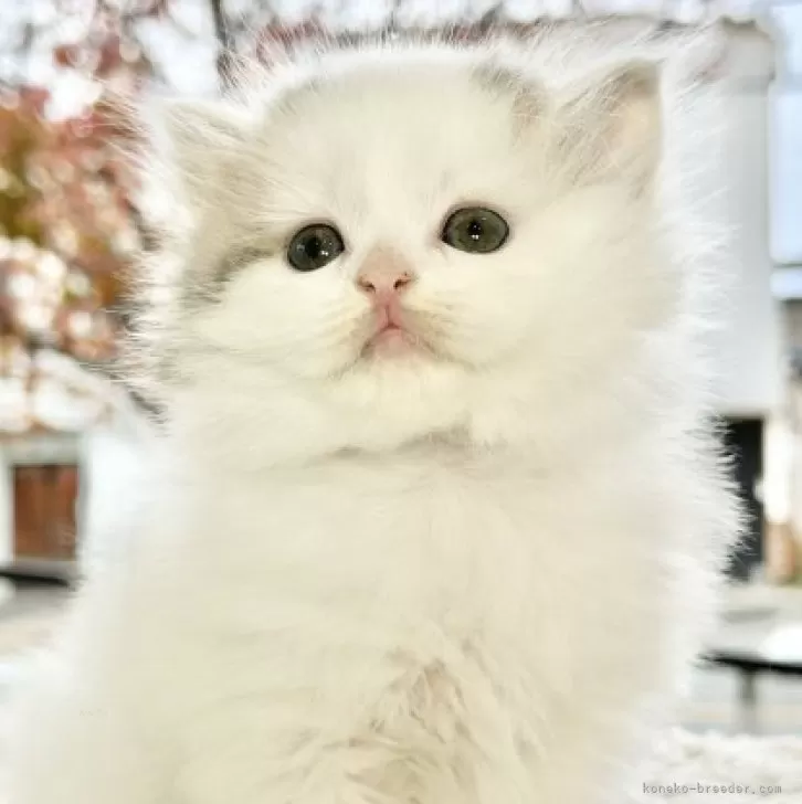 ID:2312-00457の子猫