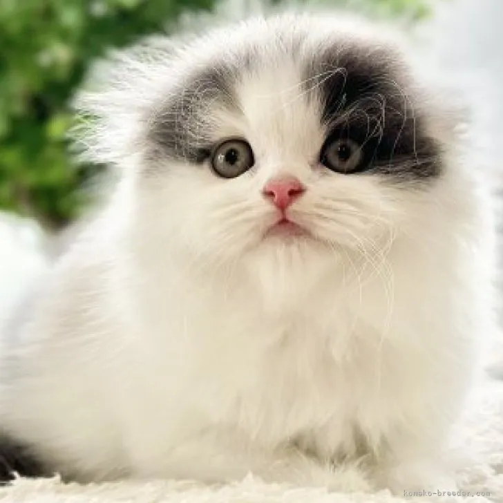 ID:2305-01653の子猫