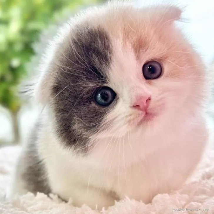 ID:2209-02711の子猫