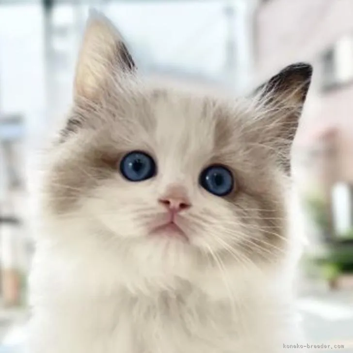 ID:2206-01654の子猫