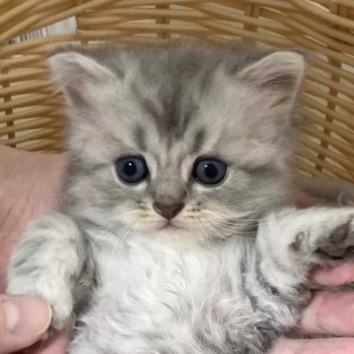 ID:2410-02939の子猫