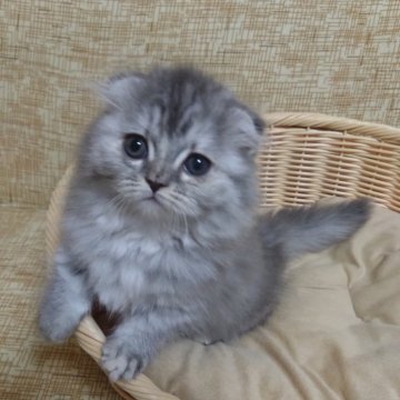 マンチカン(短足)【千葉県・女の子・2024年11月23日・ブルータビー】の写真「ぽわんとした可愛らしさの短足ちゃん！」